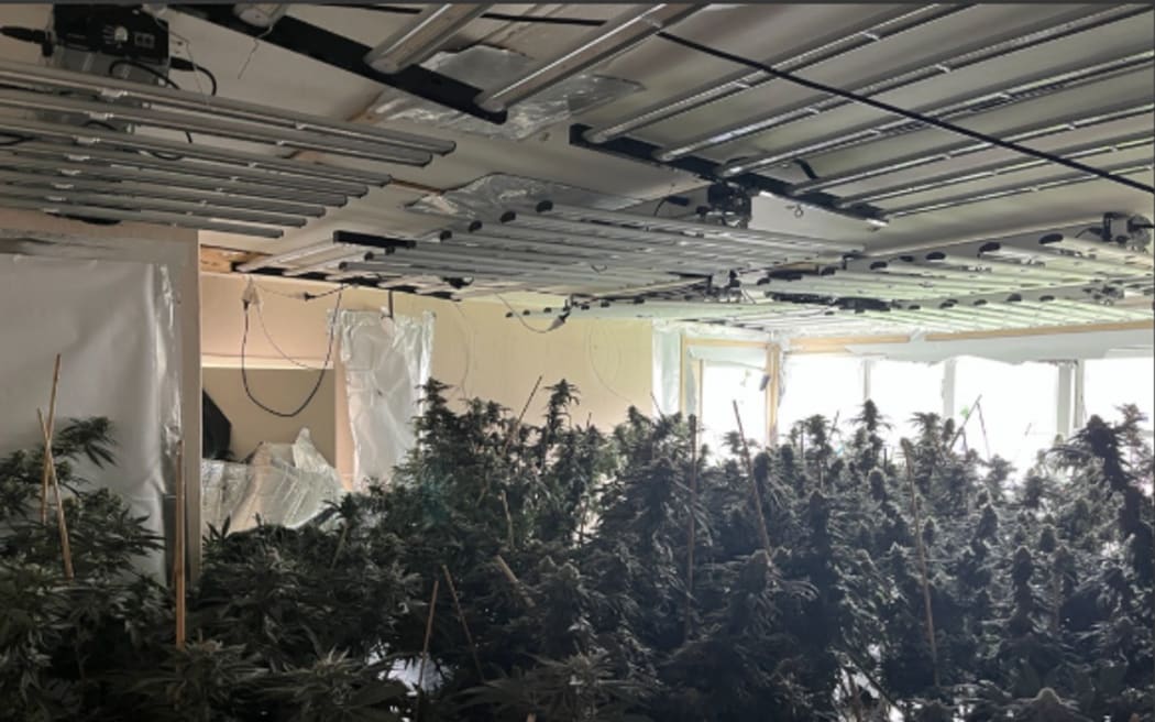 Police found over 500kgs of cannabis plants at an Auckland house.