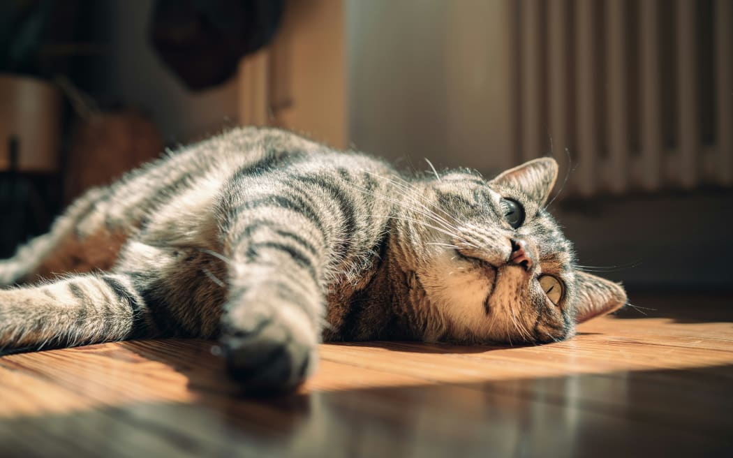 A cat lies in the sun indoors.