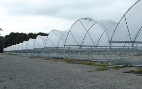 Tunnel Houses for strawberries