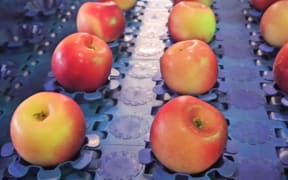 Apple grading in Hawke's Bay.