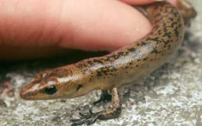 The Olive Tree skink.