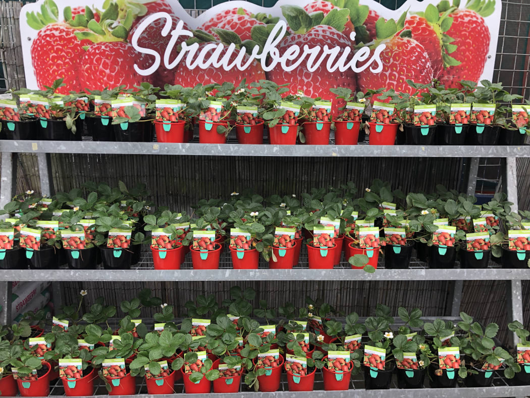 Oderings Nurseries director Julian Odering said they are selling 80,000 strawberry plants a year in their Christchurch stores alone.