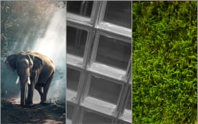 Elephant, glass brick, moss