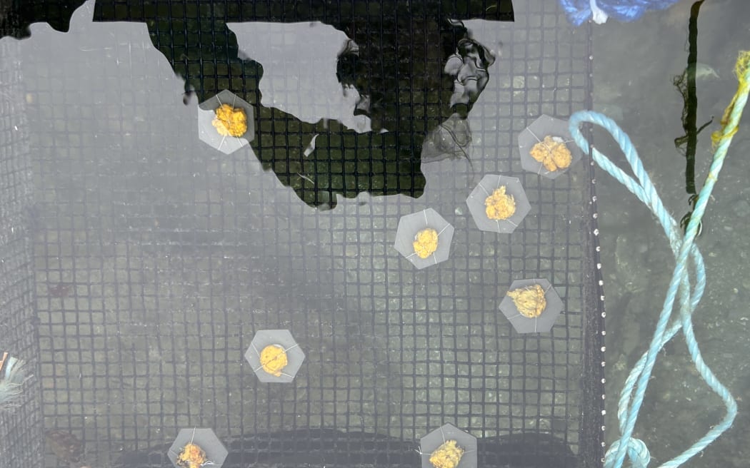 A mesh grid submerged in water with grey hexagonal tiles. On top is a small piece of yellowish-brown sponge tied down with string. Part of the photographers reflection is visible in the water.