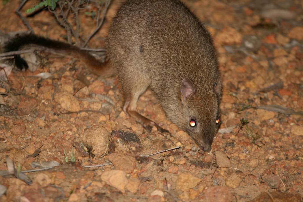 Woylies are now extinct in the wild through much of Australia.