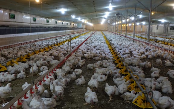 A Tegel chicken farm in Helensville.