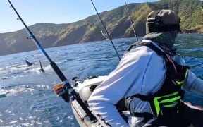 Matt Wells had a great white shark following him in his kayak off the coast of a remote Northland beach.