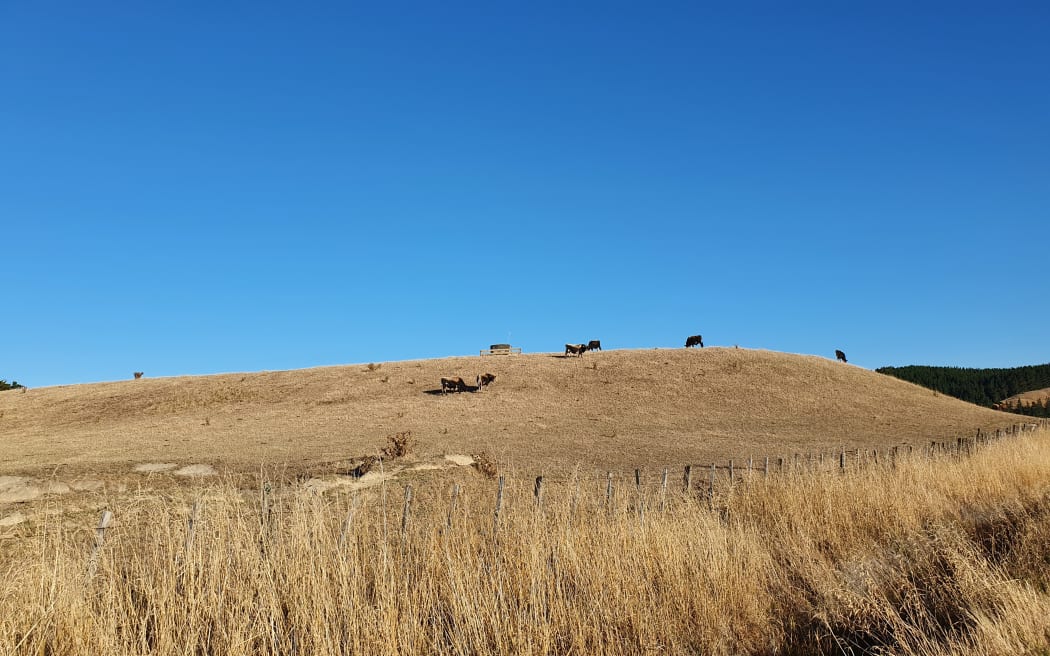 A parched paddock in southern Hawkes Bay