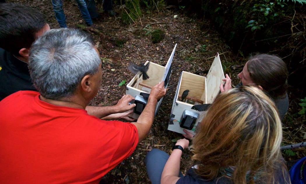 North Island robins are released back onto Mt Taranaki