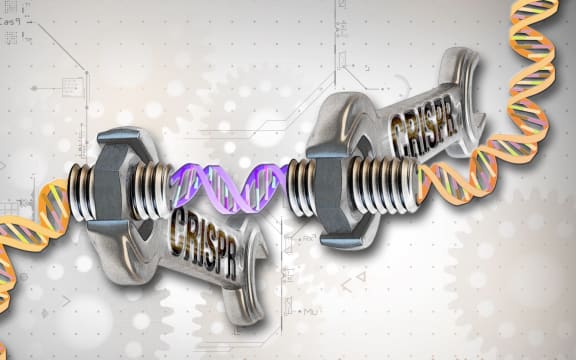 The CRISPR sequences are a crucial component of the immune systems of bacteria.