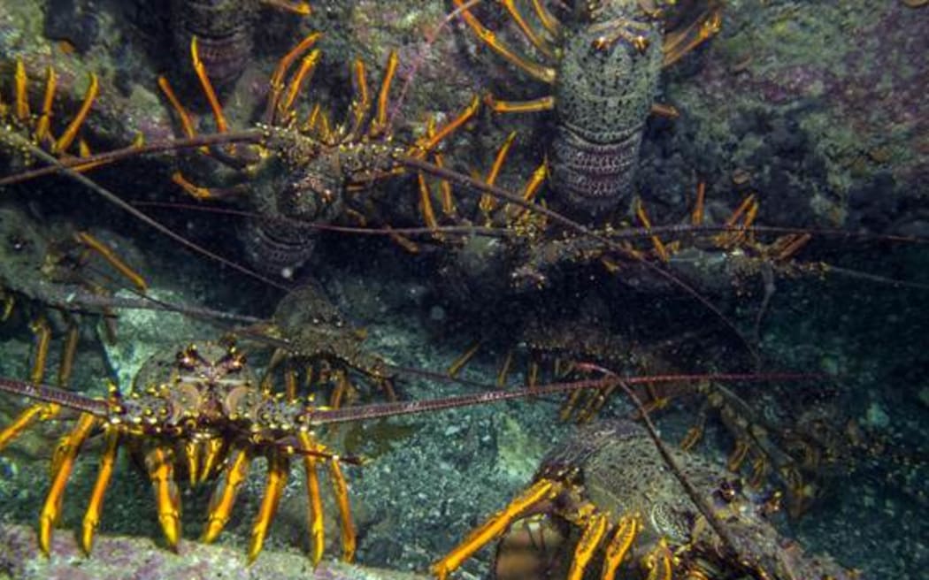 Crayfish in the marine reserve.