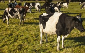 cows