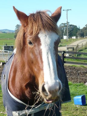 Kaimanawa horse Blaze who is now owned by Rowan Turner of Kihikihi.