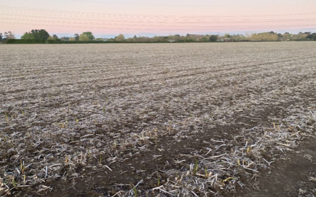 Boyds Asparagus says they woke up on 7 October, 2022 to see frost had frozen spears across their 160-hectare asparagus crop.