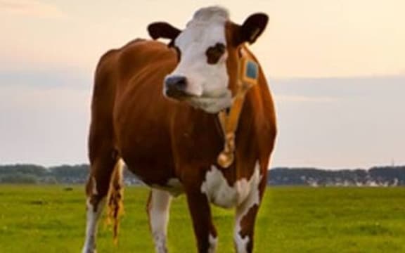 A cow wearing the GPS-enabled 'virtual fencing' collar