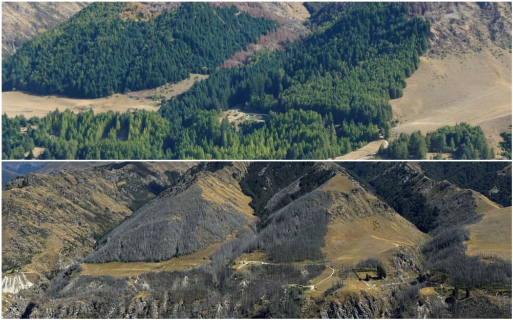 Skippers in 2010 (above) vs in 2024 (below). Remnant native beech forest can be seen recovering in the valleys now that wildings have been removed. Supplied/Whakatipu Wilding Control Group