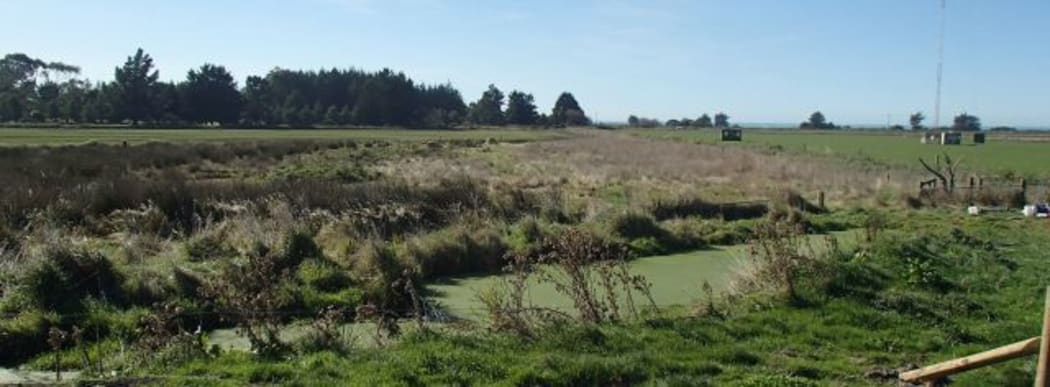 Canterbury mudfish habitat on Ross Rathgen's farm, which lies just north of the settlement of St Andrews on State Highway 1.