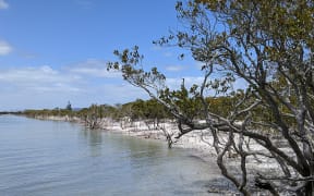 Mangrovews