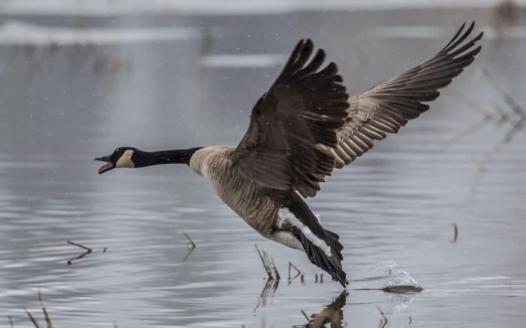 Goose comes in for a landing on Hauser Lake in Idaho.