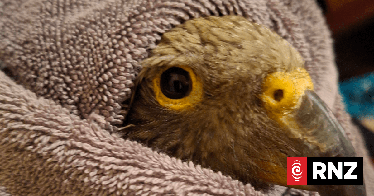 DOC looking for person who intentionally shot young kea in Golden Bay