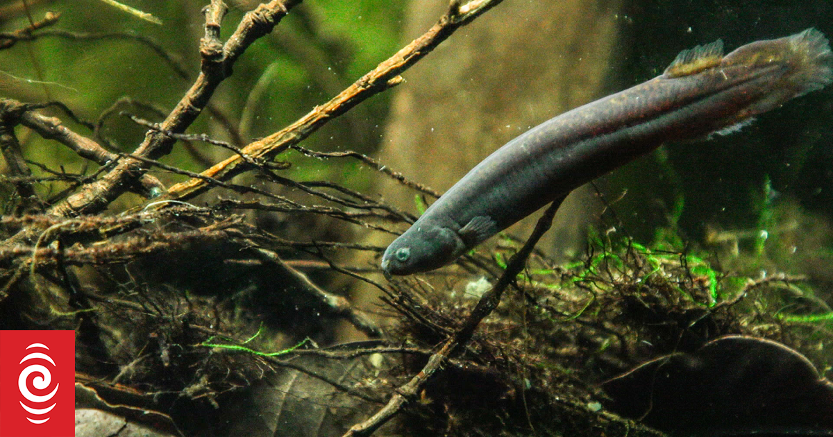 Fish thought to be lost from Auckland's wetlands found after decade of searching