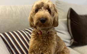 Remy's owner says it's the 10-month-old Spoodle's first Guy Fawkes and he's definitely not sure about it, but he's safe at home listening to the concert with humans to keep him company.