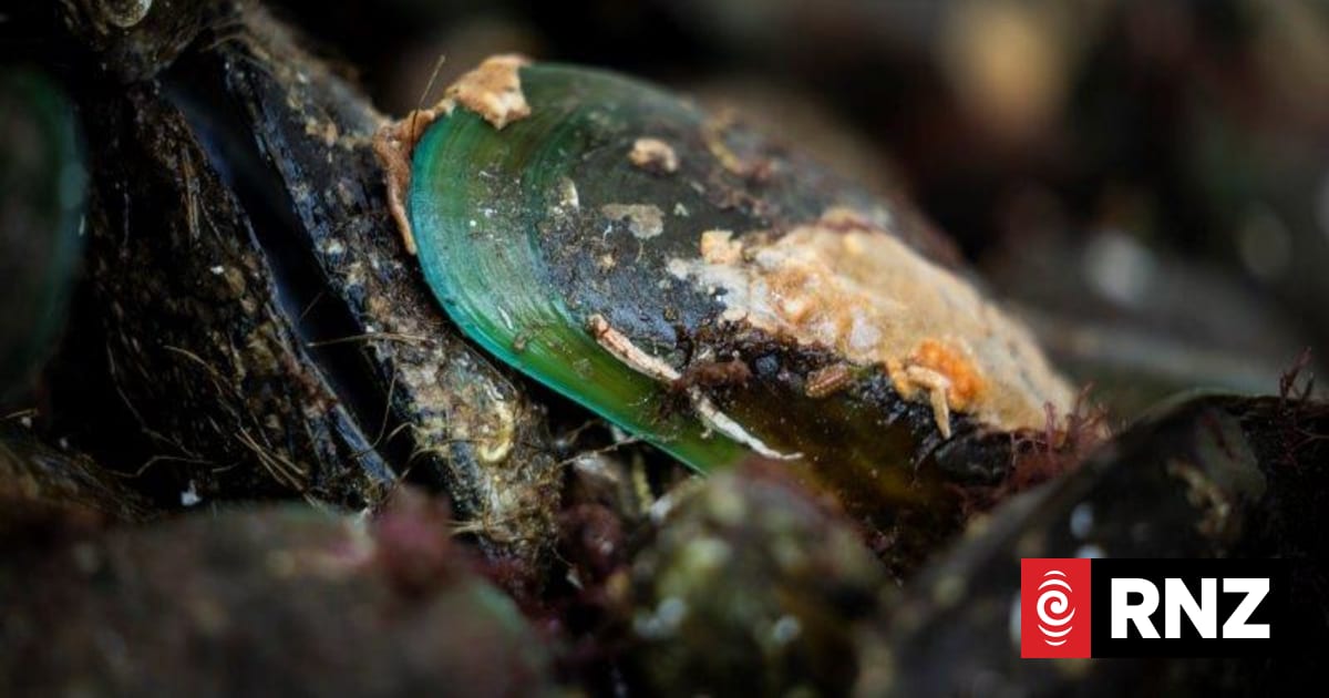 Taranaki shellfish warning after dangerous toxins found | RNZ
