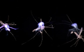 A sequence showing a mosquito being zapped by the photonic fence