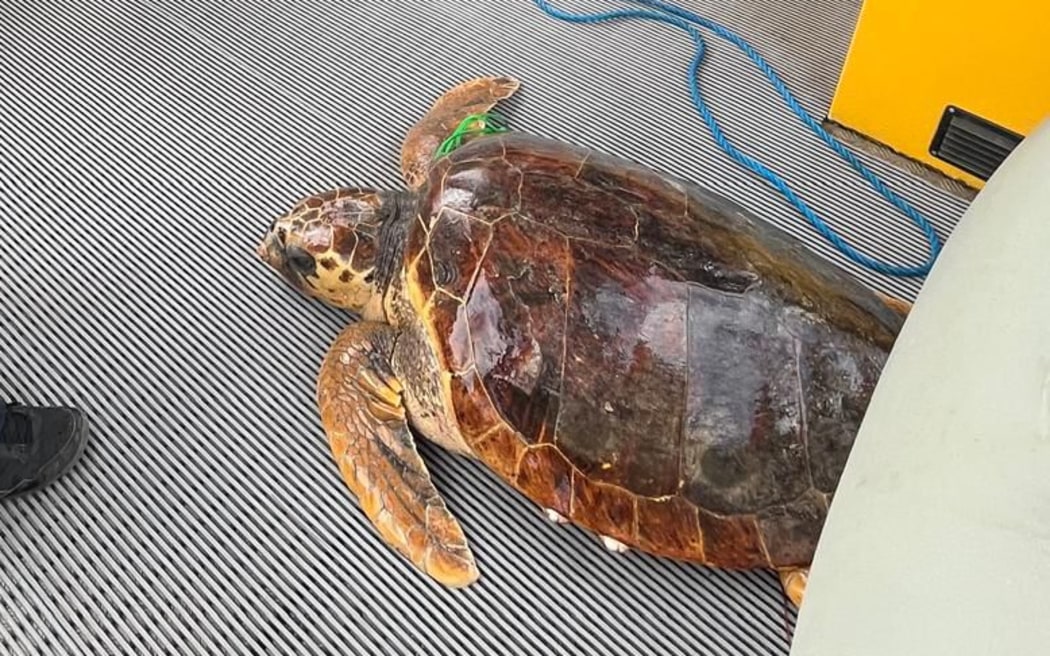 Turtle rescued on September 14 from Dumbéa, New Caledonia.