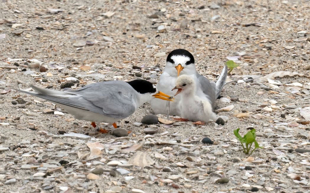 Dinner time! A doting parent offers its chick a freshly caught fish.
