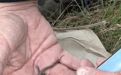 Canterbury grass skinks, like this one at the Pāmu New Zealand farm at Eyrewell, near Oxford, have been found on the designated route for the Woodend Bypass.