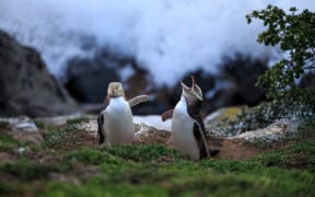 Yellow eyed penguins at Moeraki.