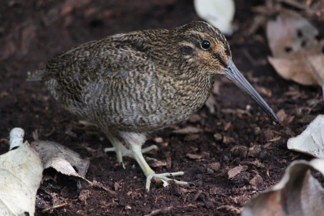 A tutukiwi or Snares Island snipe.
