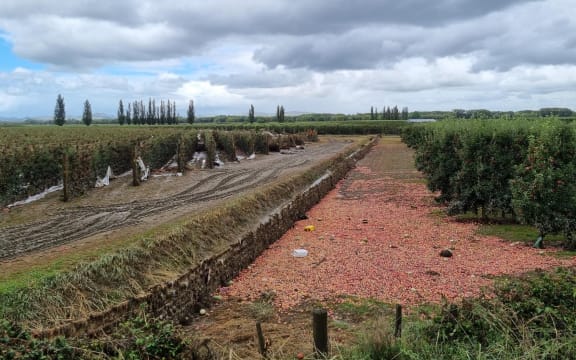 Angry clouds loom over a sea of apples at an orchard on Korokipo Road in Hawke's Bay.