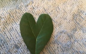 Heart-shaped feijoa leaf