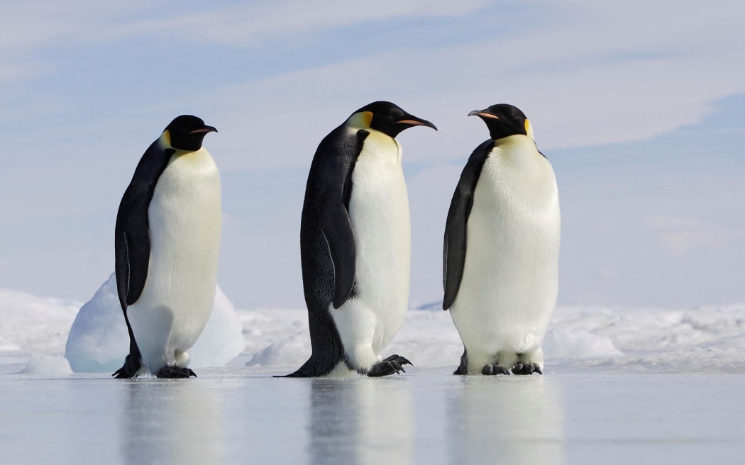Emperor penguins on the ice Antarctica.

Biosphoto / Sylvain Cordier (Photo by Sylvain Cordier / Biosphoto / Biosphoto via AFP)