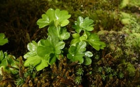 Mt Allen Buttercup