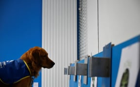 Pokaa, a COVID-19 detector dog, smells a testing box at La Roselière EHPAD (Housing Establishment for Dependant Elderly People) in Kunheim, eastern France, on August 2, 2021.SEBASTIEN BOZON / AFP)