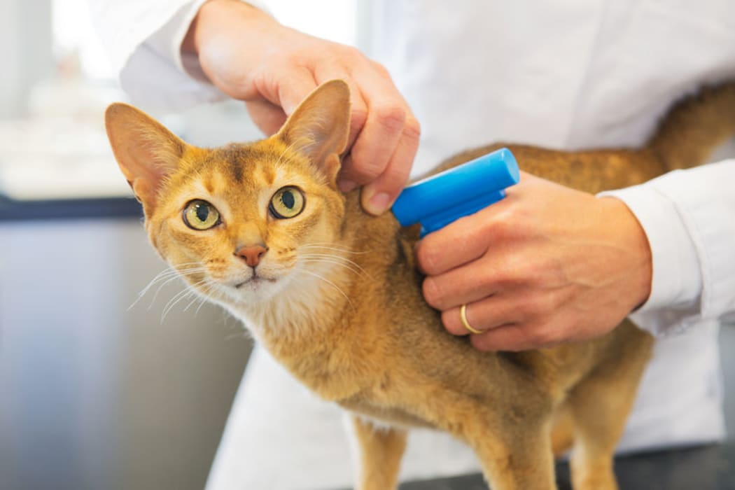 A vet putting a microchip implant into a cat.