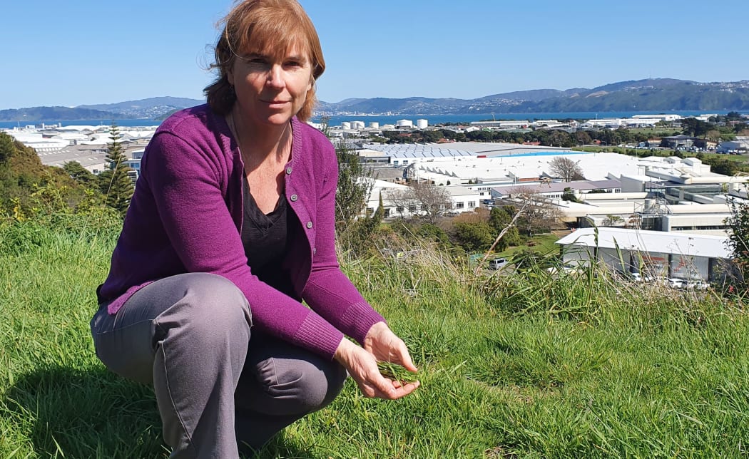 GNS Science radiocarbon scientist Jocelyn Turnbull is using grass to measure how much carbon dioxide is being emitted in New Zealand urban areas, such as Hutt City.