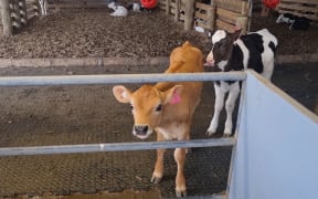 Calves at a dairy farm in Darfield in early spring.