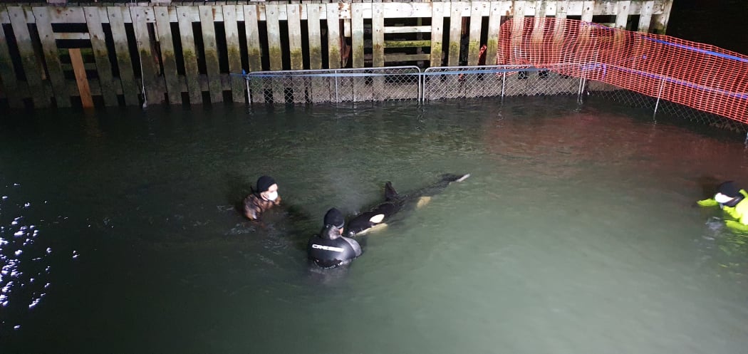 The orca calf was shifted into a temporary holding pool around 8pm on Thursday 15 July