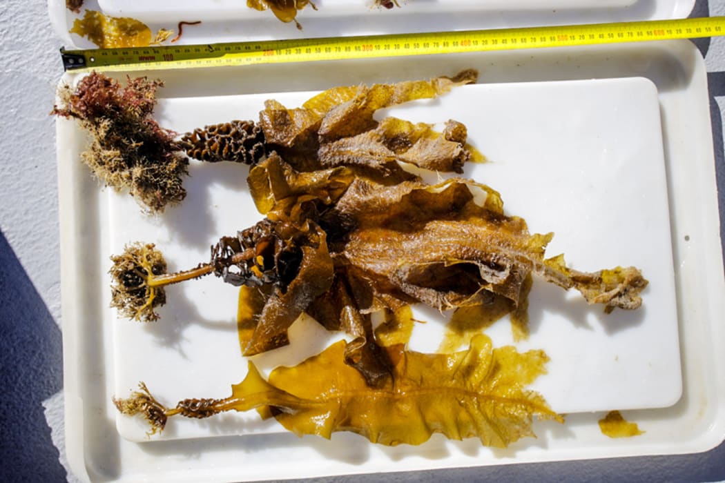 Invasive seaweed undaria, also known as Asian kelp.