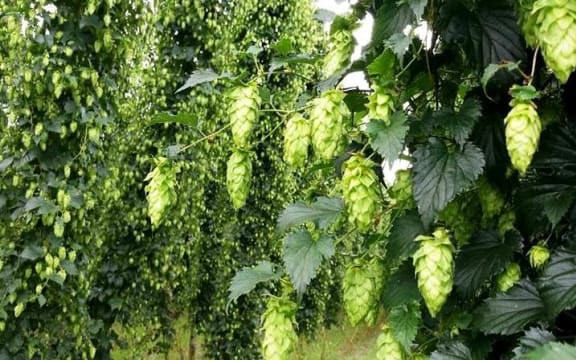 Nelson hops