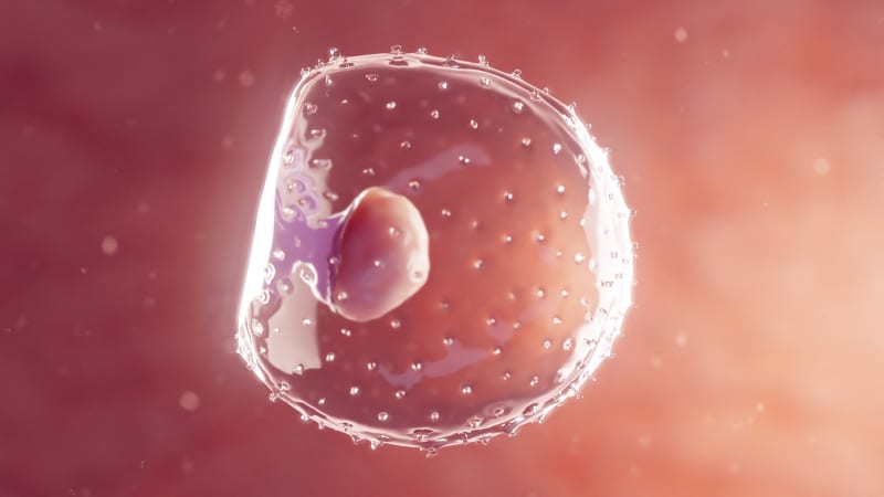 Illustration of an embryo at first week gestation, around the time that embryos are best frozen for the IVF process.