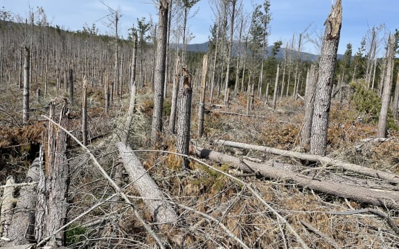 A Taupō forest damaged in Cyclone Gabrielle is being cleared.