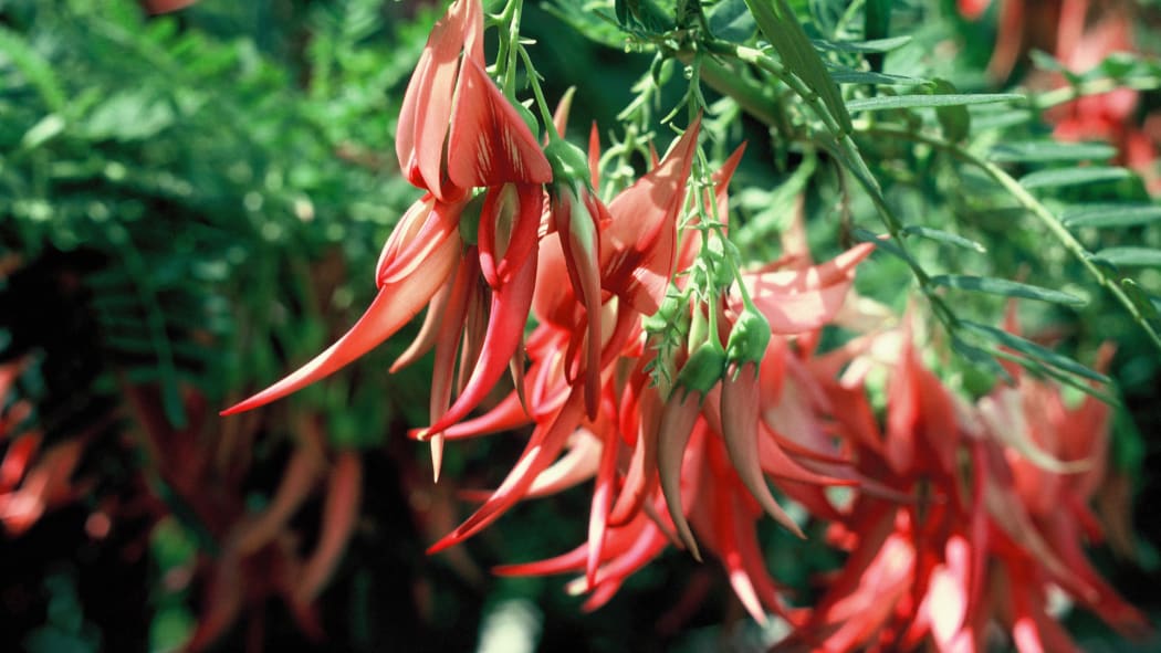 Kakabeak flower