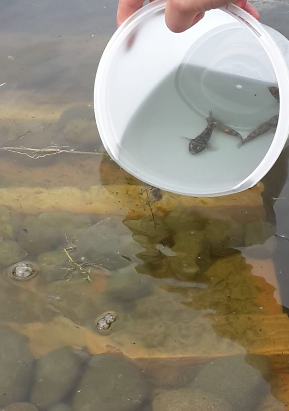 Bucket being held in shallow water above some rocks and other shelter for fish.