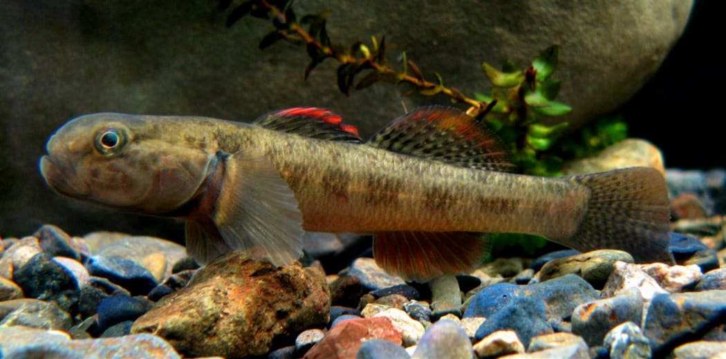 Male Cran's bully (Gobiomorphus basalis) in aquarium, originally from Kahuterawa Stream, Manawatu.