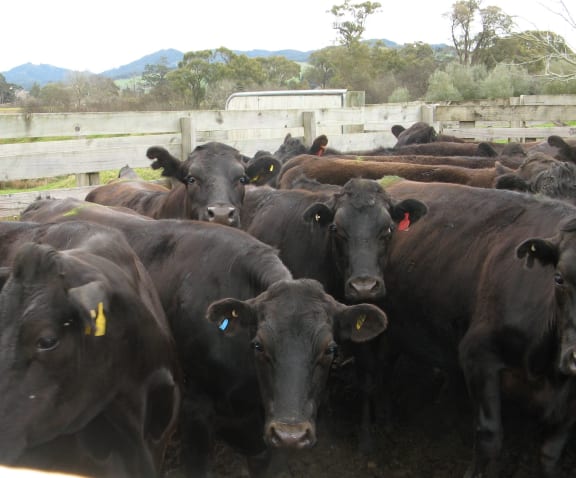 Wagyu Cattle